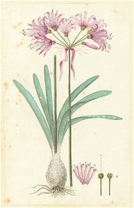 IdentificatieTitel(s): Nerine humilis (Jacq.) Herb. (Amaryllis humilis)Objecttype: tekening albumblad Objectnummer: RP-T-1914-18-75Omschrijving: Nerine humilis (Jacq.) Herb.VervaardigingVervaardiger: 