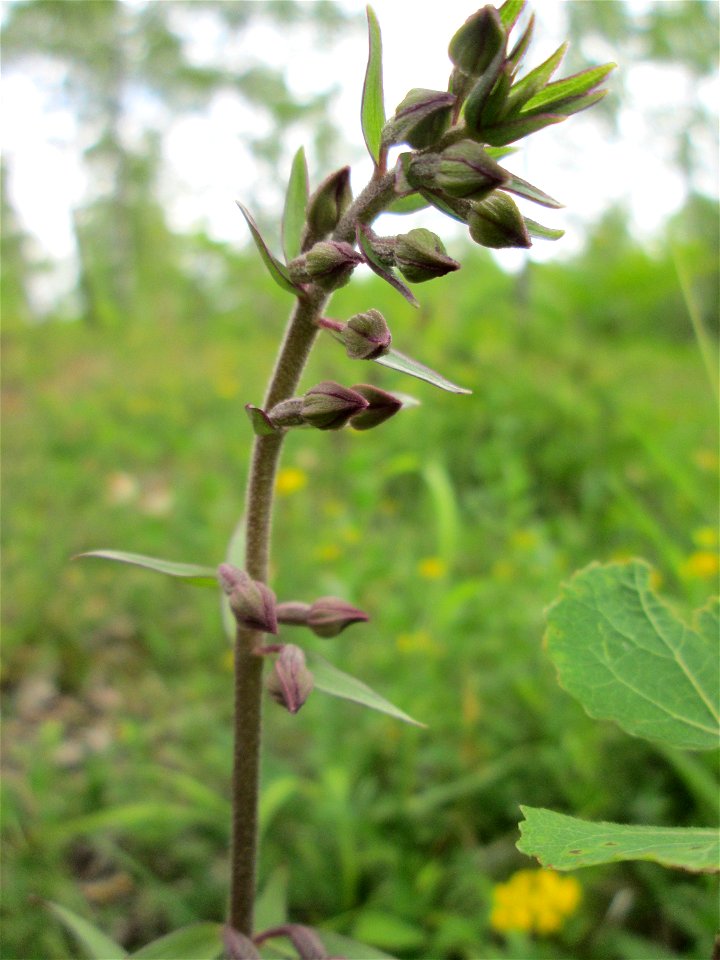Braunrote Stendelwurz (Epipactis atrorubens) im Naturschutzgebiet „Birzberg, Honigsack/Kappelberghang“)