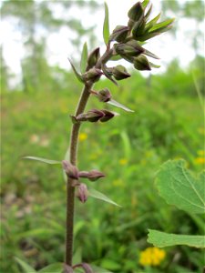 Braunrote Stendelwurz (Epipactis atrorubens) im Naturschutzgebiet „Birzberg, Honigsack/Kappelberghang“)