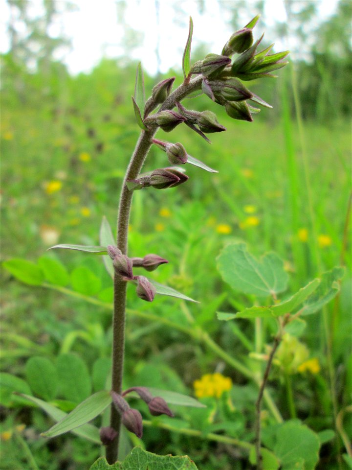 Braunrote Stendelwurz (Epipactis atrorubens) im Naturschutzgebiet „Birzberg, Honigsack/Kappelberghang“)