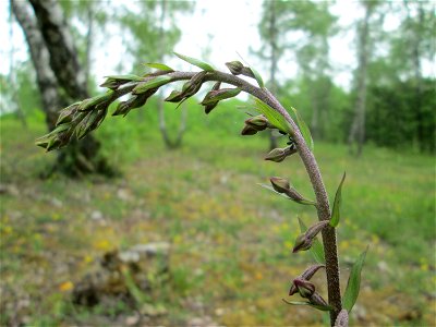 Braunrote Stendelwurz (Epipactis atrorubens) im Naturschutzgebiet „Birzberg, Honigsack/Kappelberghang“)