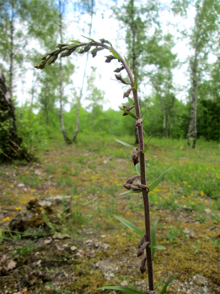 Braunrote Stendelwurz (Epipactis atrorubens) im Naturschutzgebiet „Birzberg, Honigsack/Kappelberghang“)