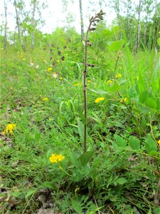 Braunrote Stendelwurz (Epipactis atrorubens) im Naturschutzgebiet „Birzberg, Honigsack/Kappelberghang“)