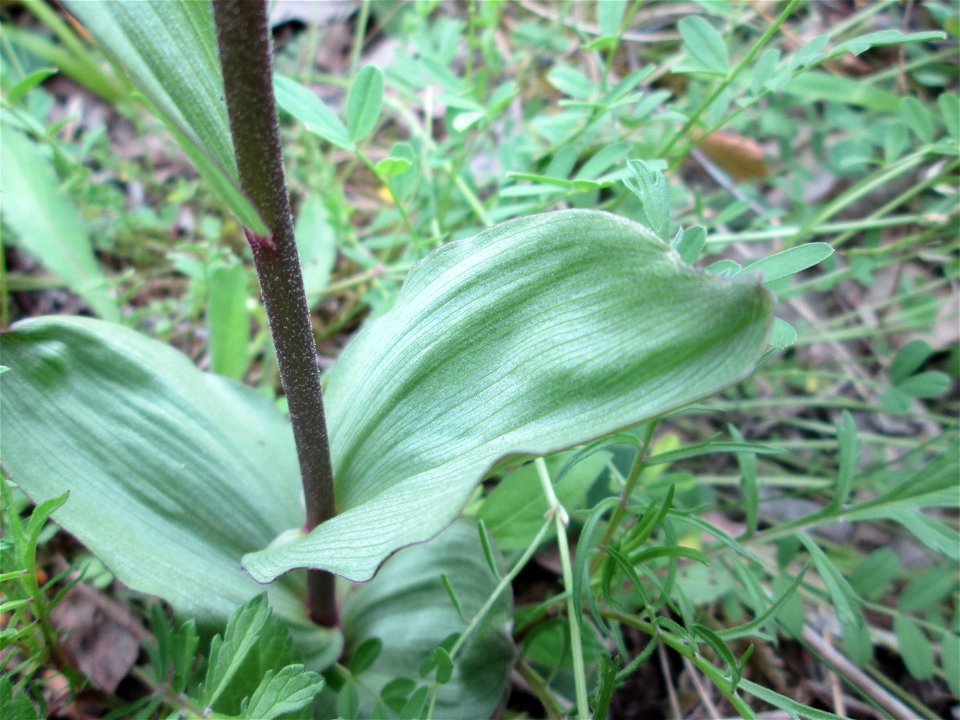 Braunrote Stendelwurz (Epipactis atrorubens) im Naturschutzgebiet „Birzberg, Honigsack/Kappelberghang“)