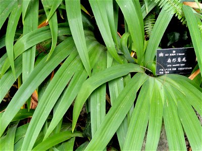 Plant specimen in the Kunming Botanical Garden, Kunming, Yunnan, China.