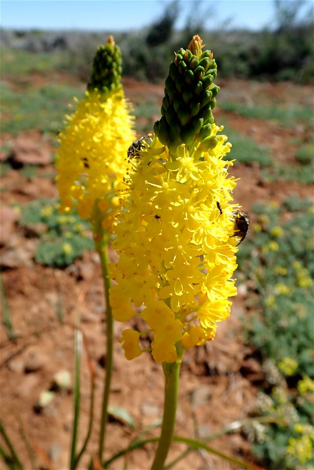 Water Catstail (Bulbinella nutans)