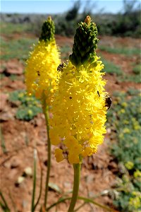 Water Catstail (Bulbinella nutans)