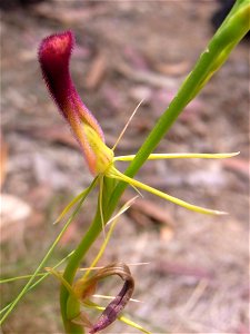 Wallaroo Track, Ku-ring-gai Chase National Park, Australia. possibly Cryptostylis hunteriana