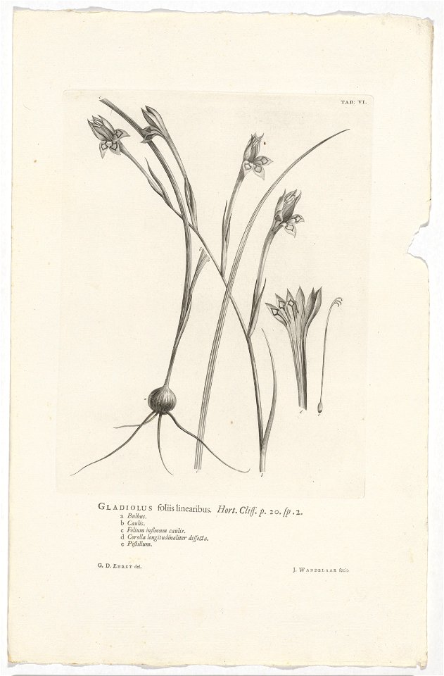 IdentificatieTitel(s): Gladiolus angustusGladiolus foliis linaribus. Hort. Cliff. p. 20 sp. 2 (titel op object)Objecttype: prent boekillustratie Objectnummer: RP-P-OB-61.499Catalogusreferentie: Wurzba