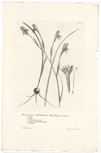 IdentificatieTitel(s): Gladiolus angustusGladiolus foliis linaribus. Hort. Cliff. p. 20 sp. 2 (titel op object)Objecttype: prent boekillustratie Objectnummer: RP-P-OB-61.499Catalogusreferentie: Wurzba photo