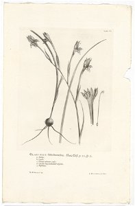 IdentificatieTitel(s): Gladiolus angustusGladiolus foliis linaribus. Hort. Cliff. p. 20 sp. 2 (titel op object)Objecttype: prent boekillustratie Objectnummer: RP-P-OB-61.499Catalogusreferentie: Wurzba