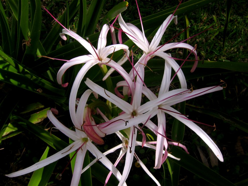 Crinum mauritianum in flower