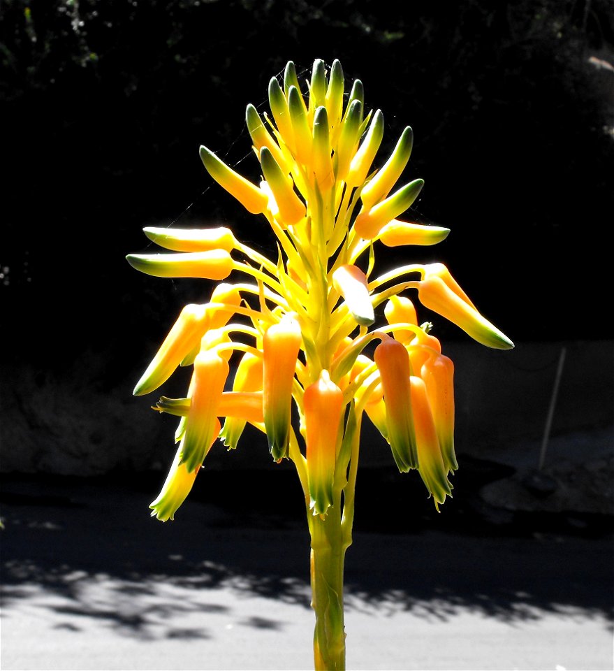 Aloe cooperi at the San Diego Zoo, California, USA. Identified by sign.