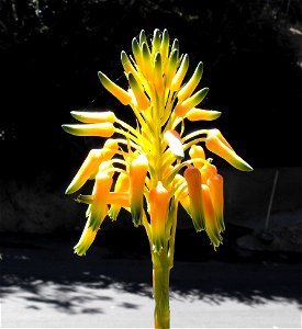 Aloe cooperi at the San Diego Zoo, California, USA. Identified by sign.