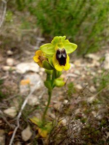 Ophrys lutea en el Monte Roldán de Cartagena.