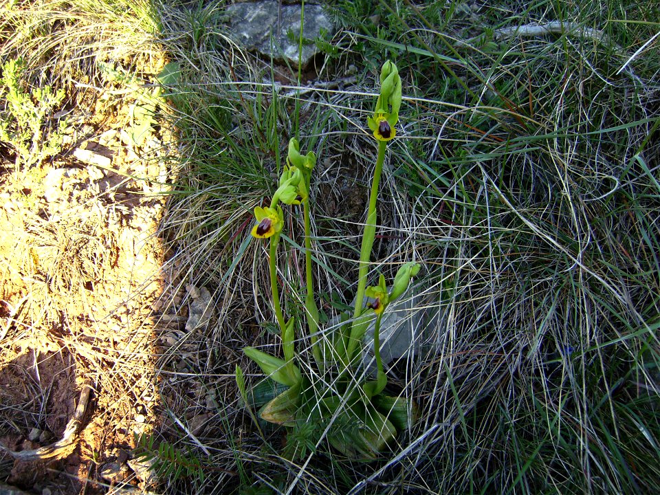 Ophrys lutea a orchid, Castelltallat, Catalonia