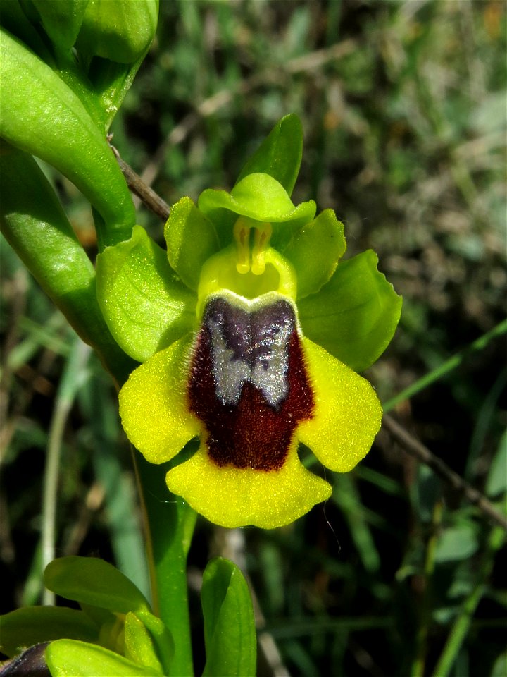 Ophrys lutea / Rivas Vaciamadrid, Madrid, Spain