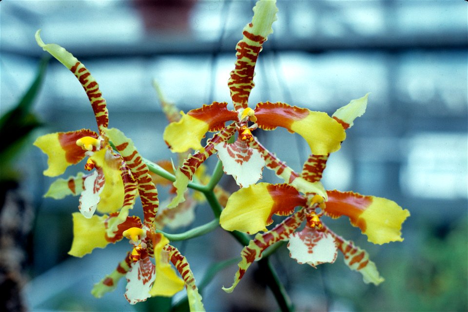 Rossioglossum grande