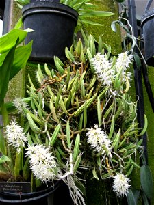 A picture of Dendrobium wassellii.