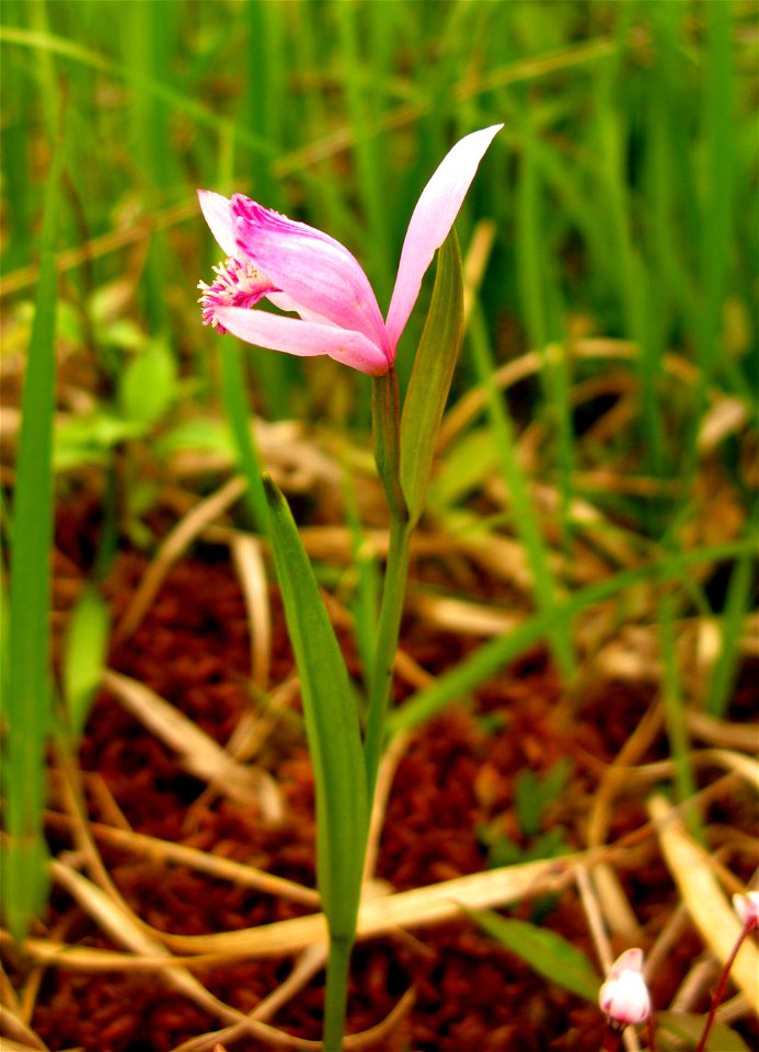 Pogonia japonica, Aizu area, Fukushima pref., Japan