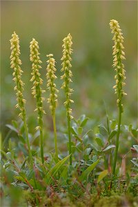 Herminium monorchis, 5 flowering plants