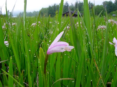 トキソウ（鴇草）[Pogonia japonica Reichb. fil.]