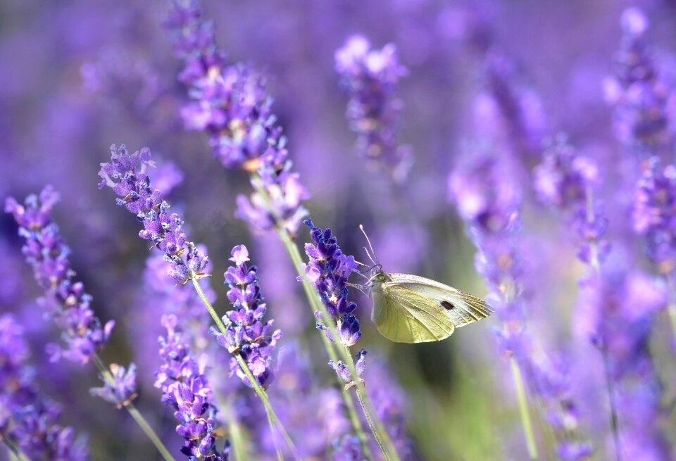 Violet flowers plant photo