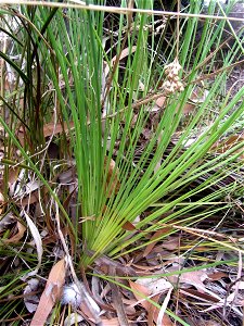 Xanthorrhoea fulva, labeled at the Royal Botanic Gardens, Sydney photo