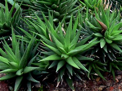 Haworthia glauca

My own Photo: User:Haplochromis