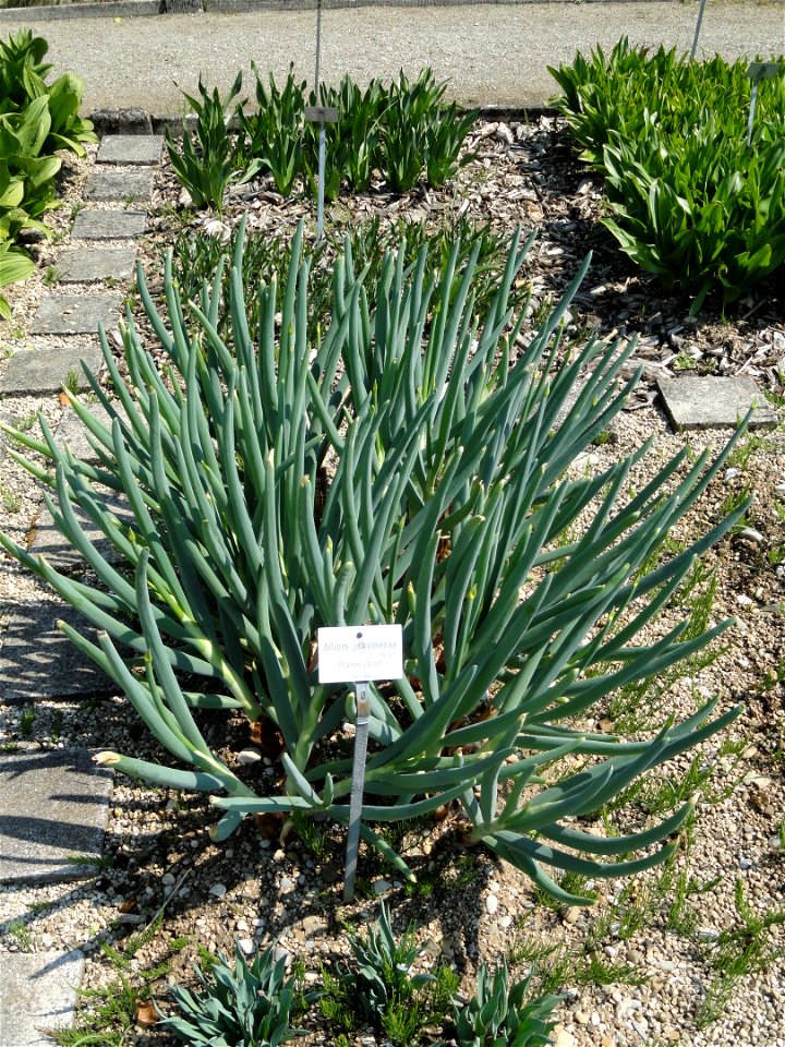 Allium pskemense specimen in the Botanischer Garten München-Nymphenburg, Munich, Germany.