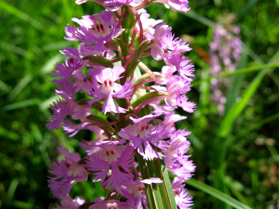 Orchid, Platanthera psycodes