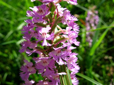 Orchid, Platanthera psycodes
