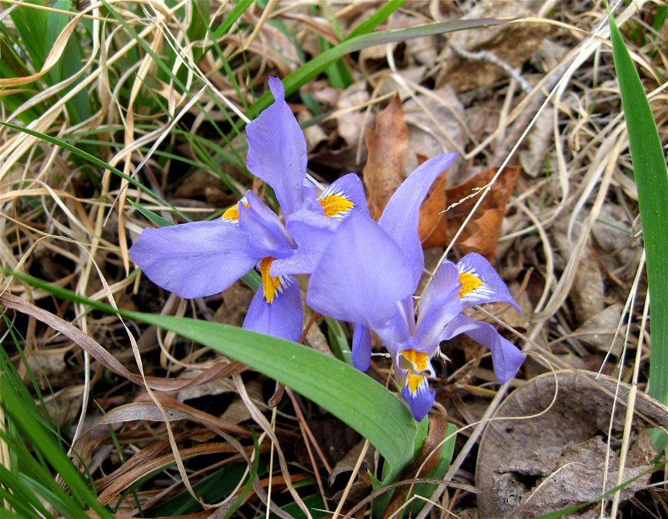 Iris verna var. smalliana, woodland around seeping granite outcrop in Poe Creek Forest, Pickens County, South Carolina