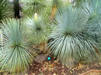 Yucca linearifolia specimens in the Jardin d'oiseaux tropicaux, La Londe-les-Maures, France.