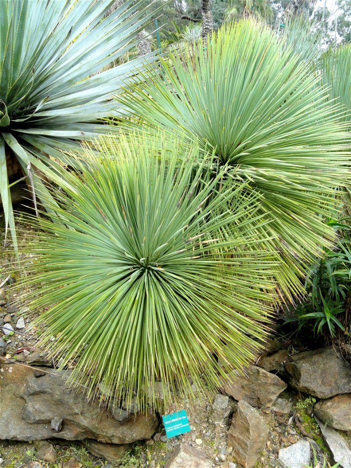 Yucca linearifolia specimens in the Jardin d'oiseaux tropicaux, La Londe-les-Maures, France.