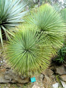 Yucca linearifolia specimens in the Jardin d'oiseaux tropicaux, La Londe-les-Maures, France.