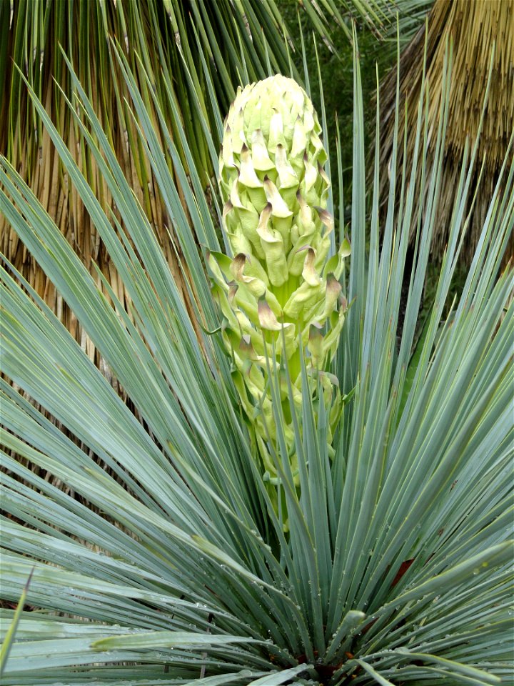 Yucca linearifolia specimen in the Jardin d'oiseaux tropicaux, La Londe-les-Maures, France.