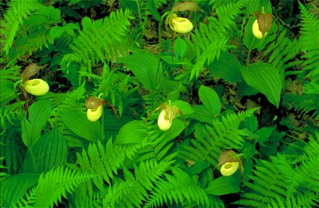 Image title: Kentuck lady slipper (Cypripedium kentuckiense) Image from Public domain images website, http://www.public-domain-image.com/full-image/flora-plants-public-domain-images-pictures/flowers-p photo