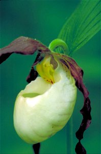Image title: White burgundy orchid flower blossom cypripedium kentuckiense
Image from Public domain images website, http://www.public-domain-image.com/full-image/flora-plants-public-domain-images-pict