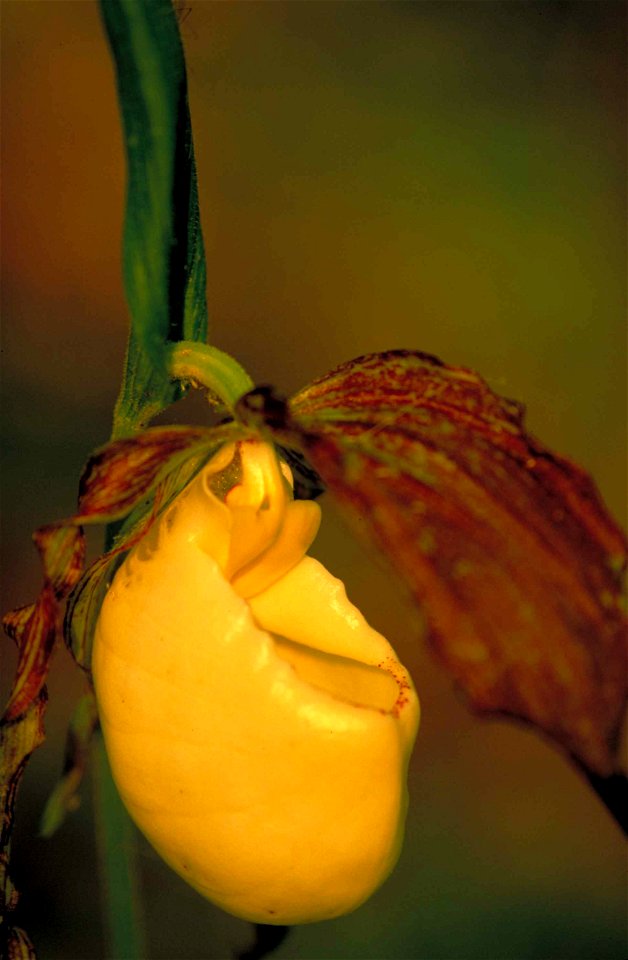 Image title: Yellow orchid flower blossom cypripedium kentuckiense
Image from Public domain images website, http://www.public-domain-image.com/full-image/flora-plants-public-domain-images-pictures/flo