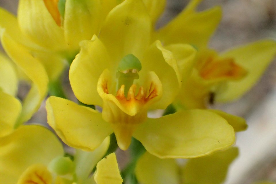 キンラン [金蘭] [Cephalanthera falcata]
