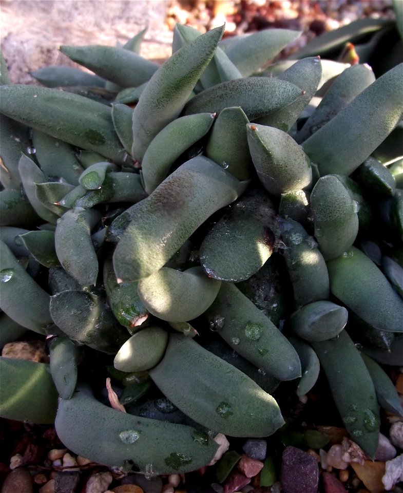 Gasteria glomerata at the Volunteer Park Conservatory, Seattle, Washington, USA. Identified by sign.