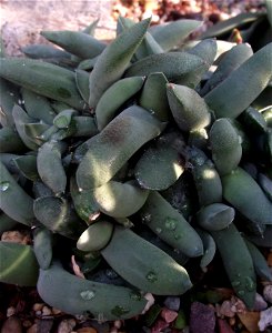 Gasteria glomerata at the Volunteer Park Conservatory, Seattle, Washington, USA. Identified by sign.