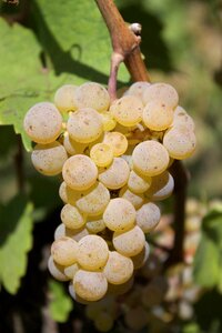 Autumn vine vineyard