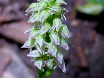 Neotinea maculata inflorescence closeup, Sierra Madrona, Spain