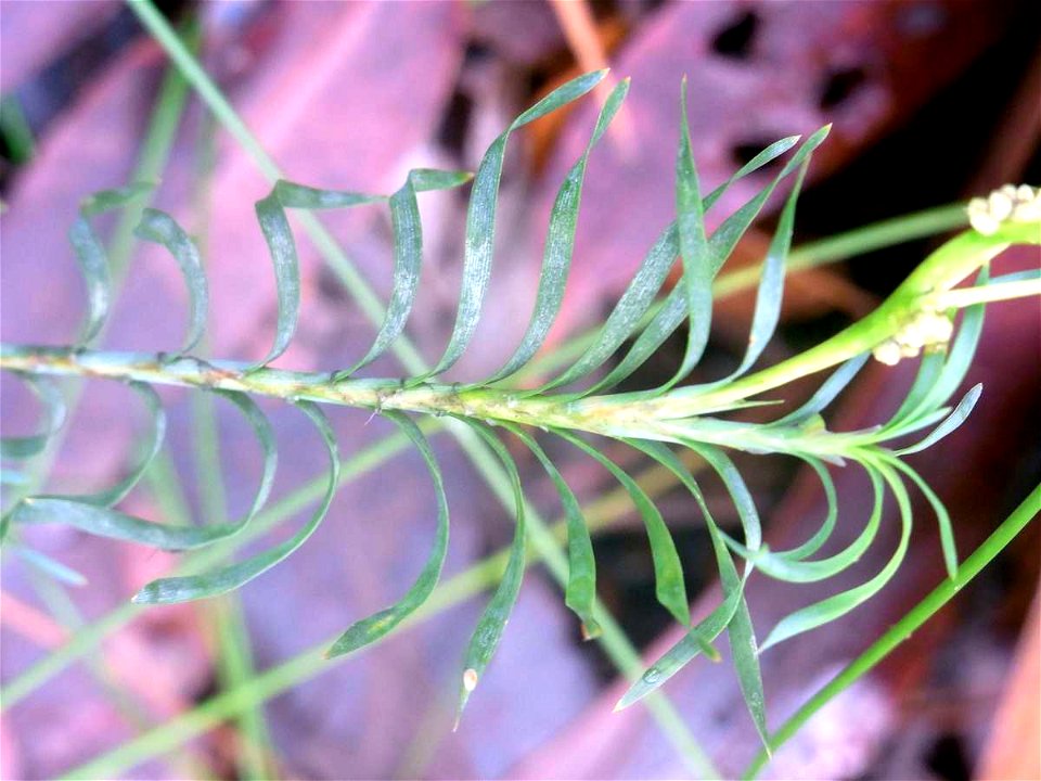 Fishbones, Lomandra obliqua at Chatswood West, Australia