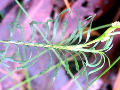 Fishbones, Lomandra obliqua at Chatswood West, Australia