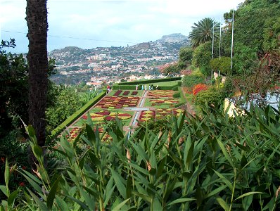 Jardim Botânico da Madeira. Sobralia macrantha in the foreground. Funchal in the background. photo