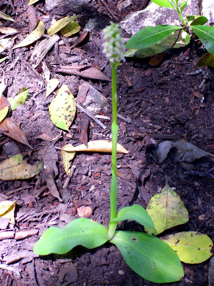 Neotinea maculata habit, Sierra Madrona, Spain