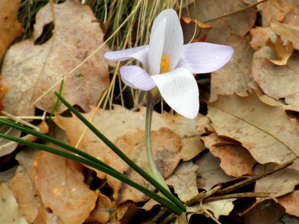 Crocus carpetanus close up, Sierra Madrona, Spain